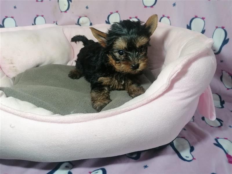 Yorkshire Terrier Welpen