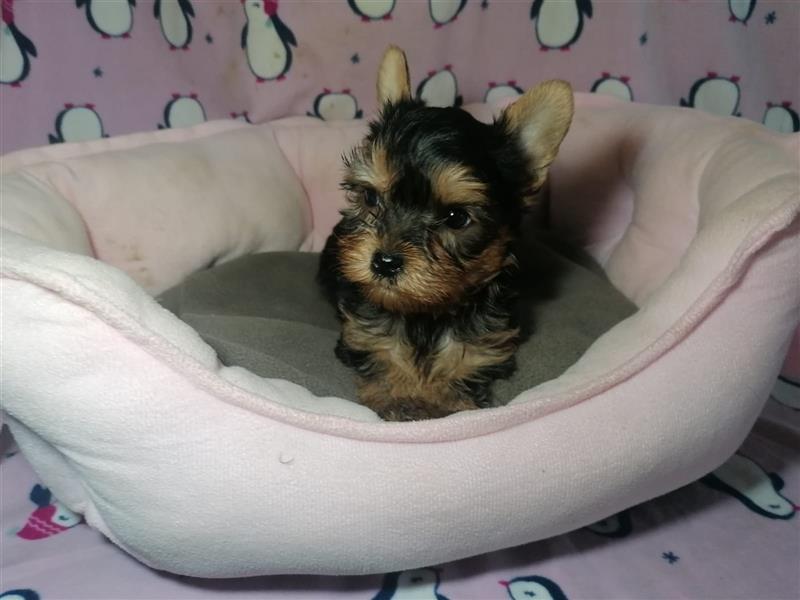 Yorkshire Terrier Welpen