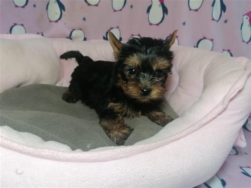 Yorkshire Terrier Welpen