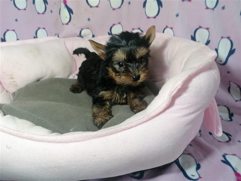 Yorkshire Terrier Welpen