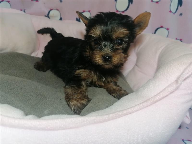 Yorkshire Terrier Welpen