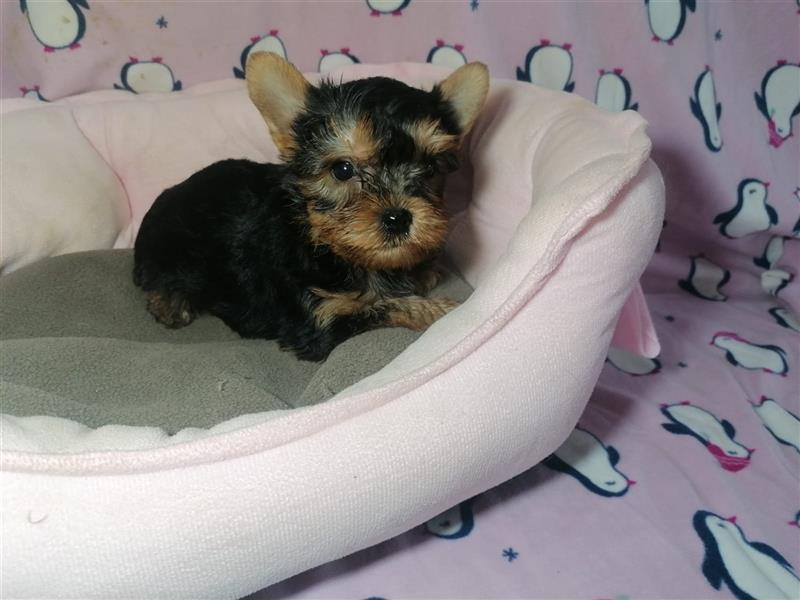 Yorkshire Terrier Welpen