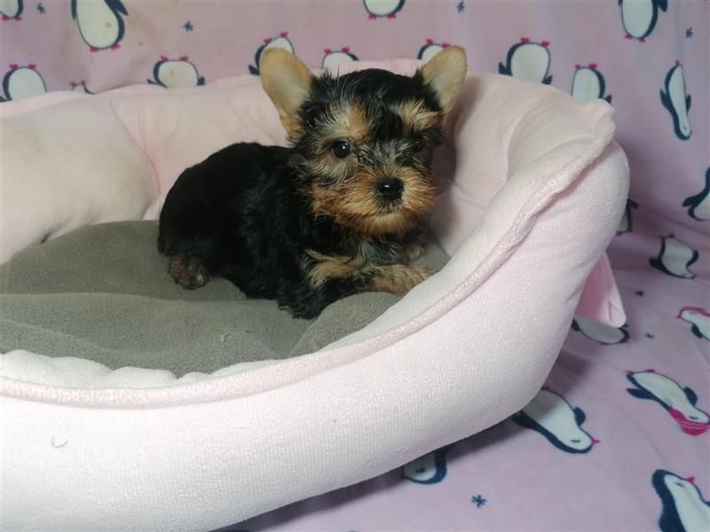 Yorkshire Terrier Welpen