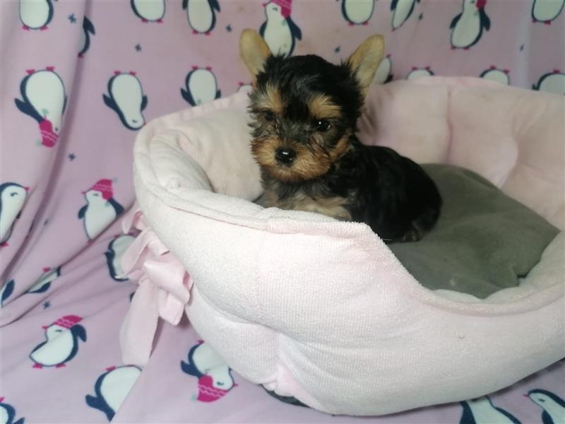 Yorkshire Terrier Welpen