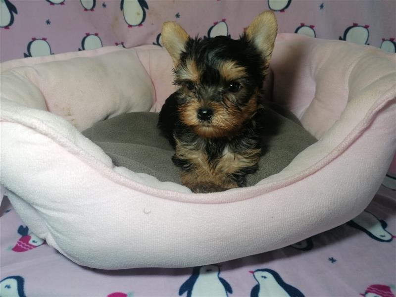 Yorkshire Terrier Welpen