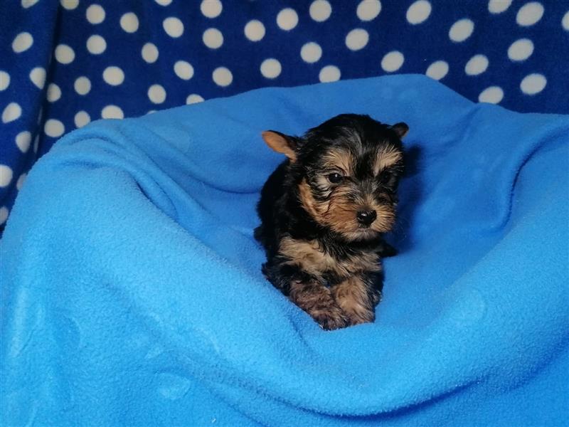 Yorkshire Terrier Welpen