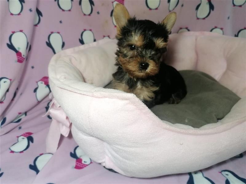 Yorkshire Terrier Welpen