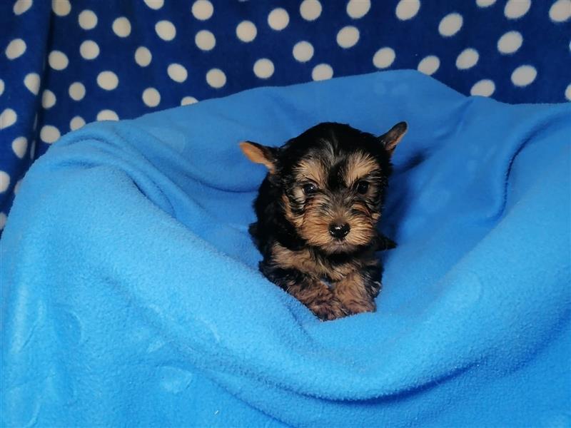 Yorkshire Terrier Welpen