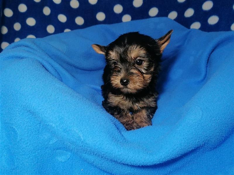 Yorkshire Terrier Welpen