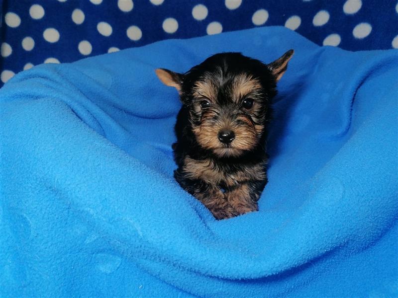 Yorkshire Terrier Welpen