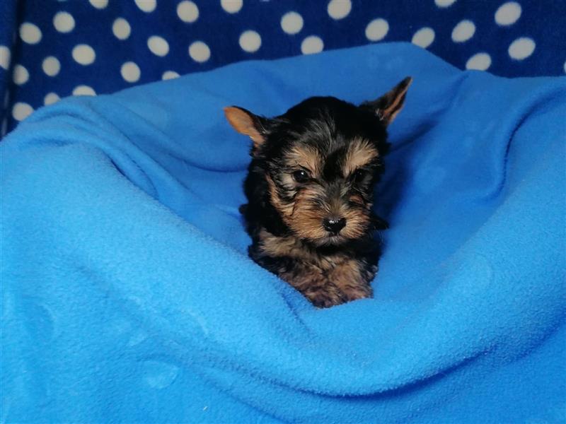 Yorkshire Terrier Welpen