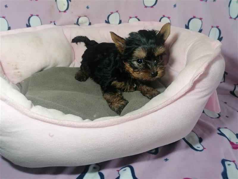 Yorkshire Terrier Welpen