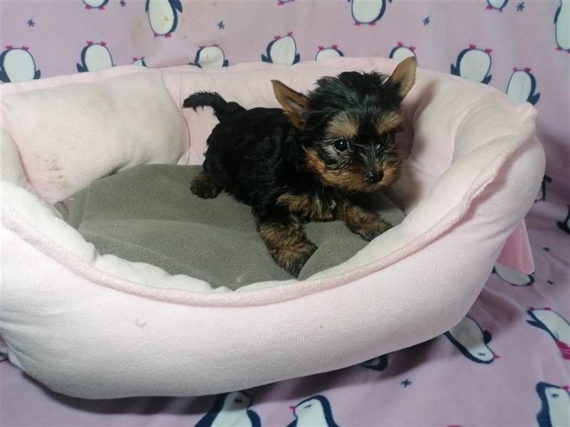 Yorkshire Terrier Welpen