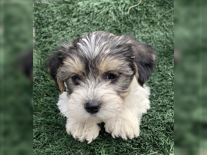 Yorkshire, Terrier Welpen