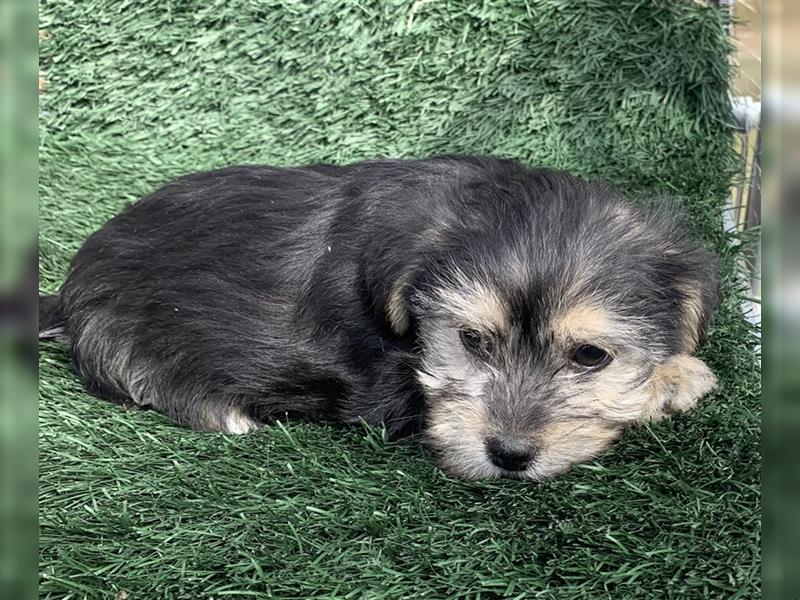 Yorkshire, Terrier Welpen