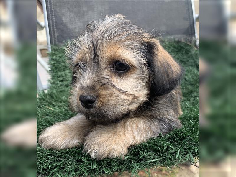 Yorkshire, Terrier Welpen