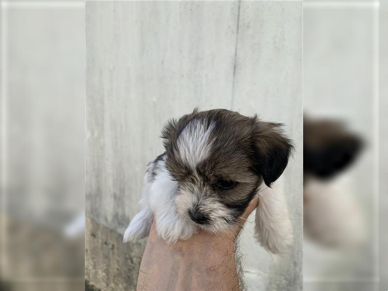 Yorkshire, Terrier Welpen