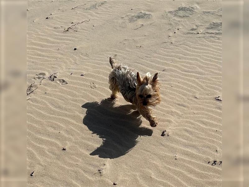 Fiona, sucht dringend ein ruhiges Plätzchen