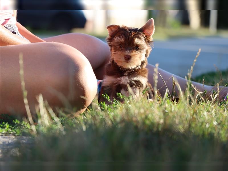 Chocolate und biro yorkshire terrier aus Europameister Verpaarung