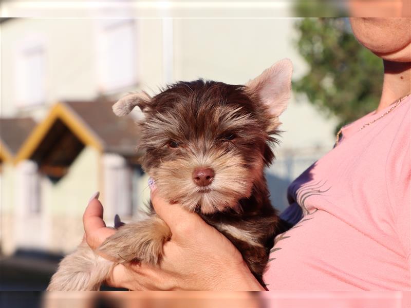 Chocolate und biro yorkshire terrier aus Europameister Verpaarung