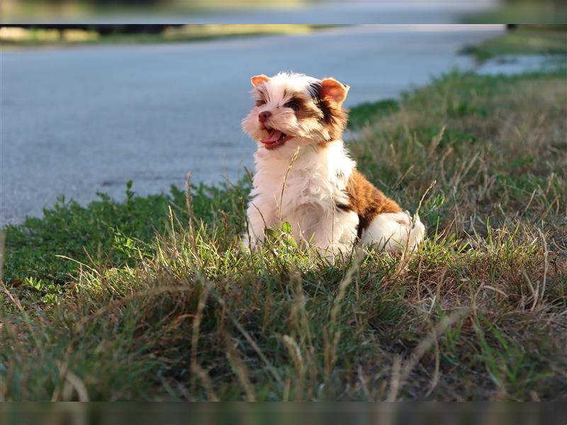 Chocolate und biro yorkshire terrier aus Europameister Verpaarung