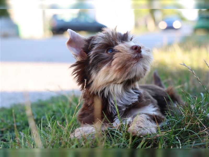 Chocolate und biro yorkshire terrier aus Europameister Verpaarung