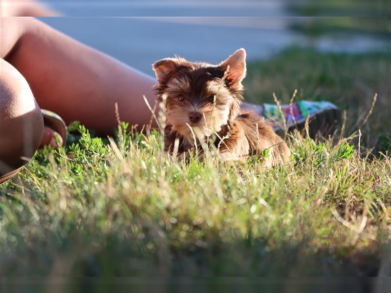 Chocolate und biro yorkshire terrier aus Europameister Verpaarung