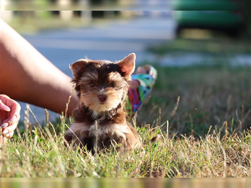 Chocolate und biro yorkshire terrier aus Europameister Verpaarung