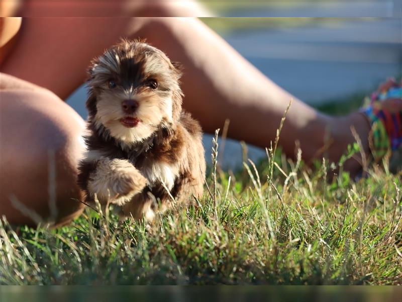 Chocolate und biro yorkshire terrier aus Europameister Verpaarung