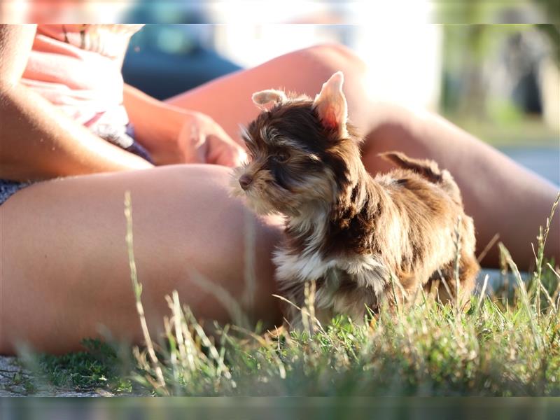 Chocolate und biro yorkshire terrier aus Europameister Verpaarung