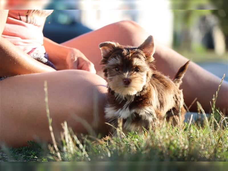 Chocolate und biro yorkshire terrier aus Europameister Verpaarung