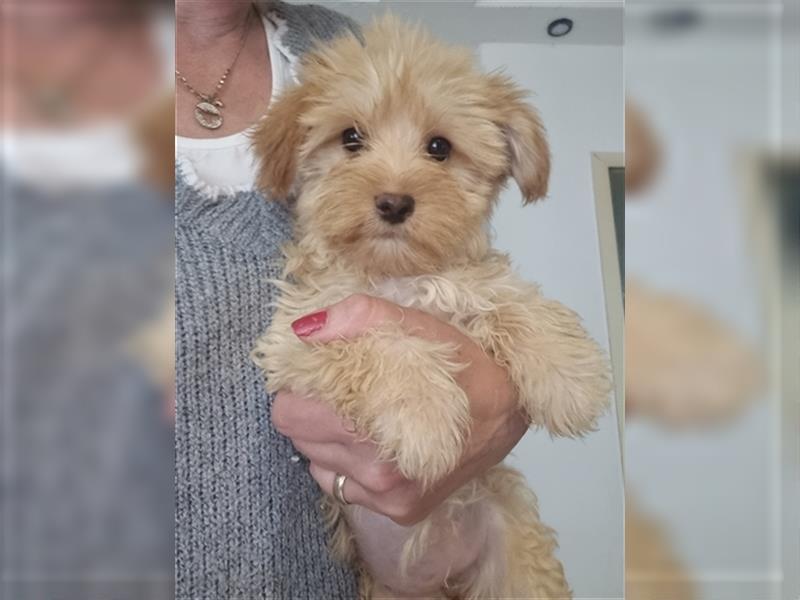 Yorkshire Terrier Yorkis Yorki Welpen Nähe Dresden in den Farben Biewer und blue and tan