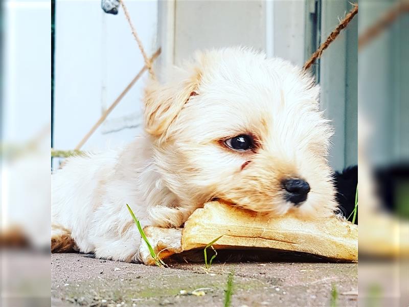 Yorkshire Terrier Yorkis Yorki Welpen Nähe Dresden in den Farben Biewer und blue and tan