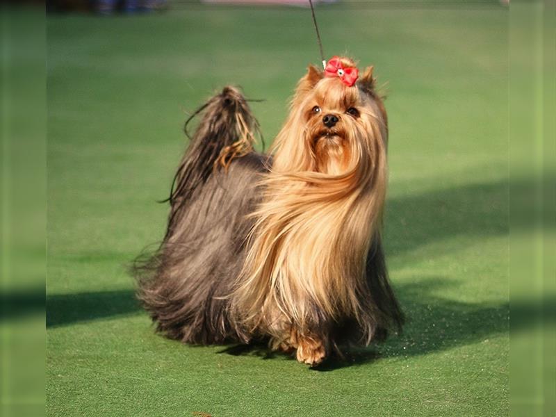 Yorkshire terrier York