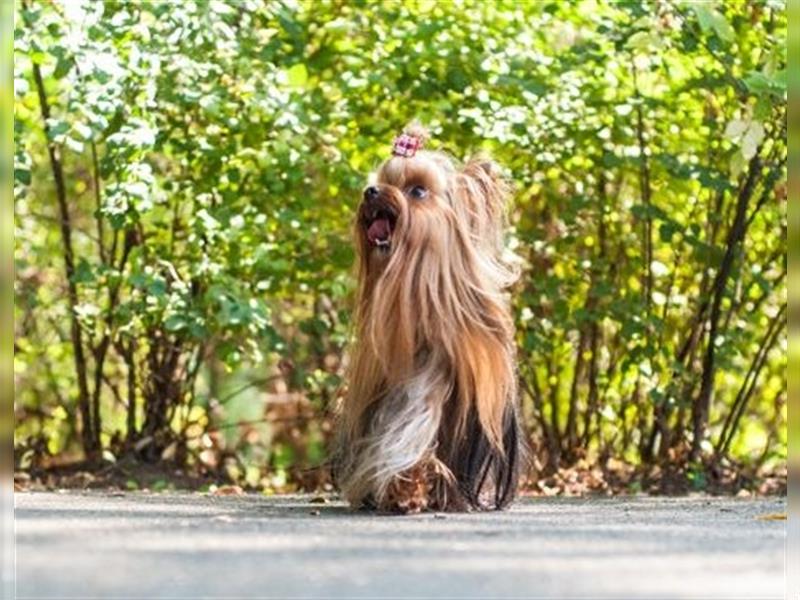 Yorkshire terrier York