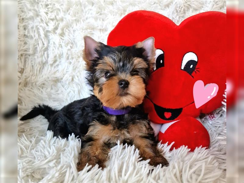 Yorkshire terrier York