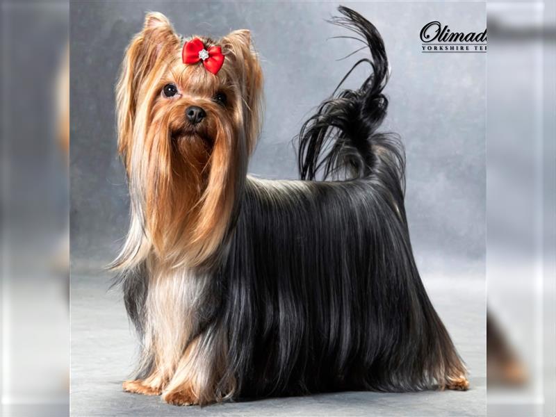 Yorkshire terrier York