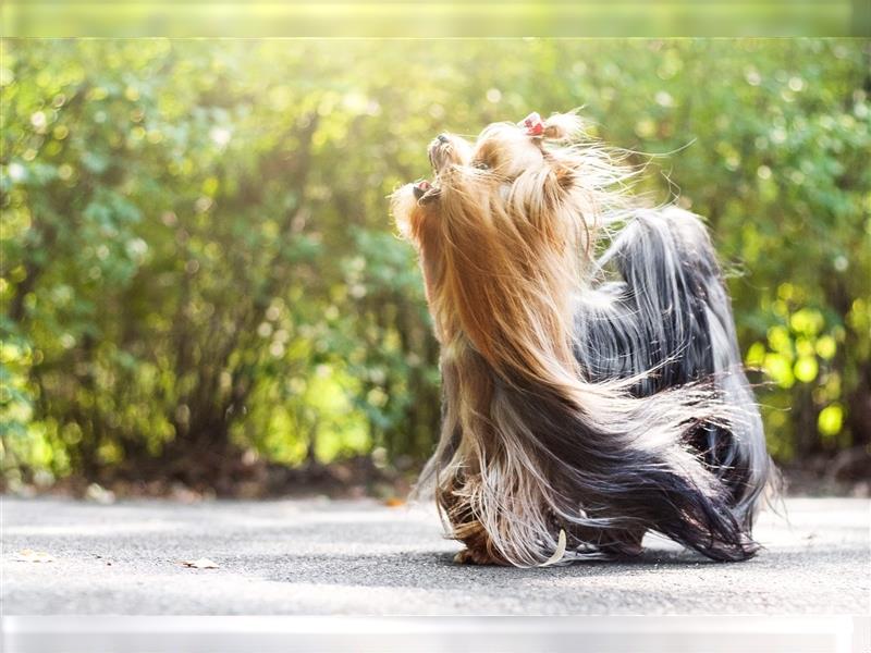 Yorkshire Terrier York