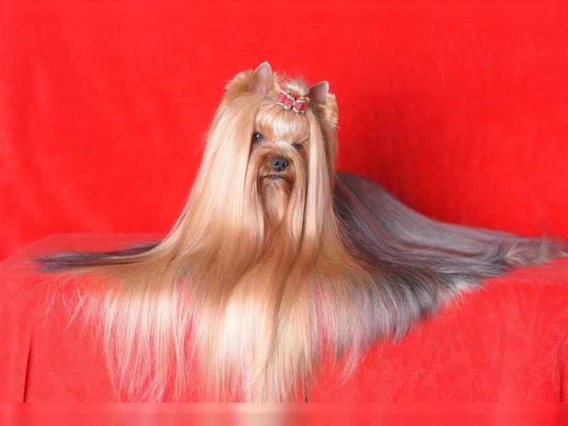 Yorkshire Terrier York