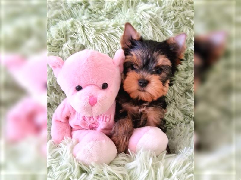 Yorkshire terrier York