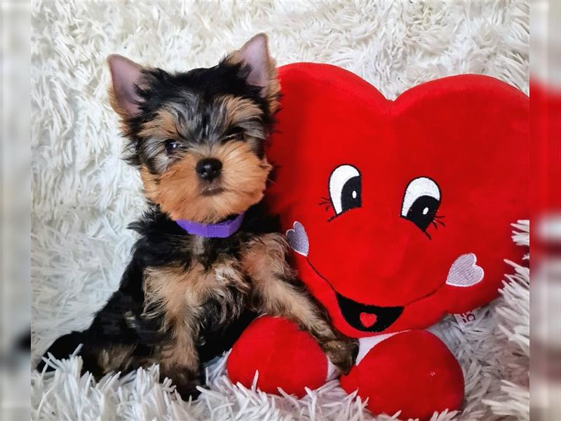 Yorkshire terrier York