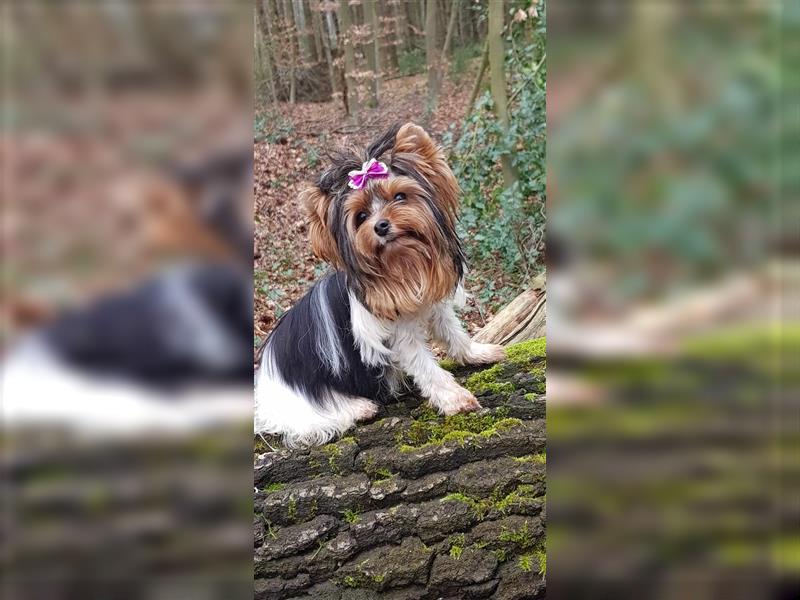 Yorkshire Terrier Biewer Mädchen aus Champion und Körzucht Verpaarung mit Stammbaum