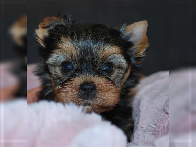 wunderschöne kleine dunkelbleibende Yorkiewelpen  Yorkshireterrier mit Papieren