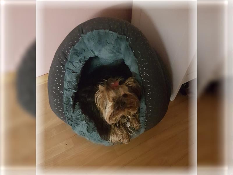 wunderschöne kleine dunkelbleibende Yorkiewelpen  Yorkshireterrier mit Papieren