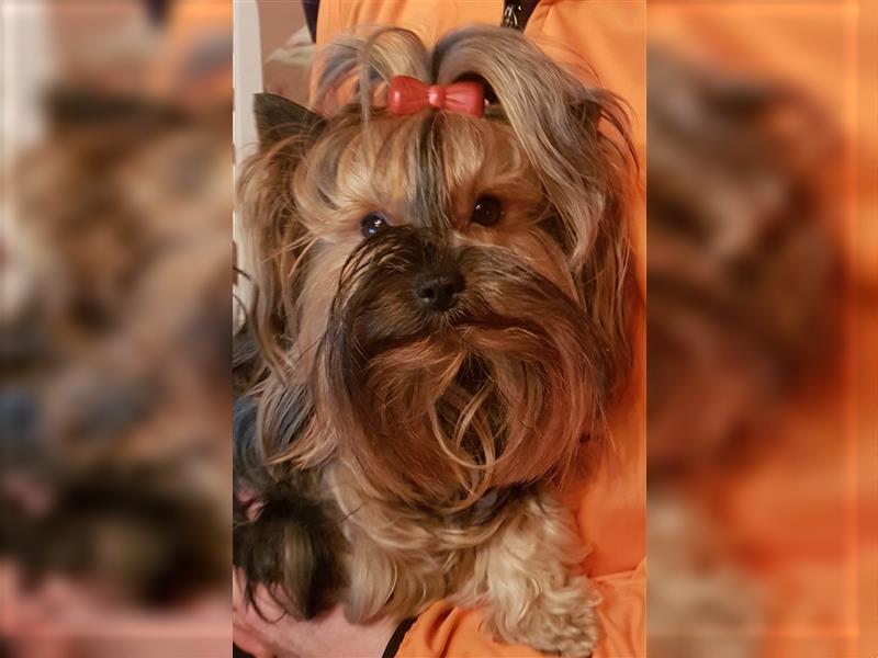 wunderschöne kleine dunkelbleibende Yorkiewelpen  Yorkshireterrier mit Papieren