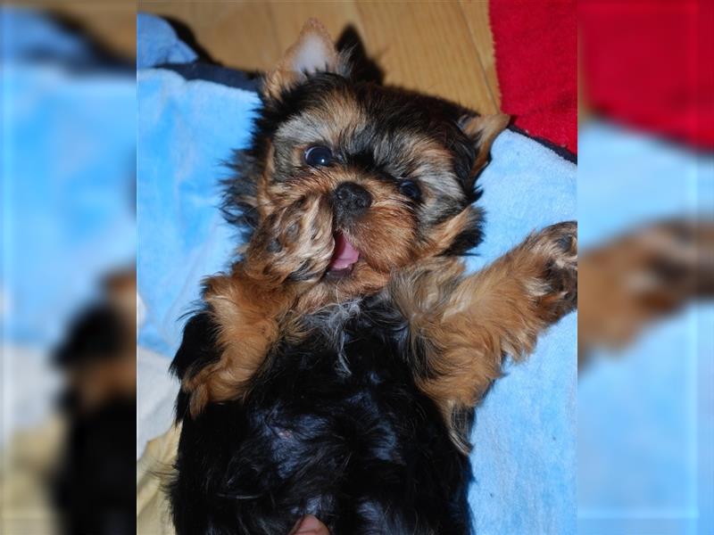 wunderschöne kleine dunkelbleibende Yorkiewelpen  Yorkshireterrier mit Papieren