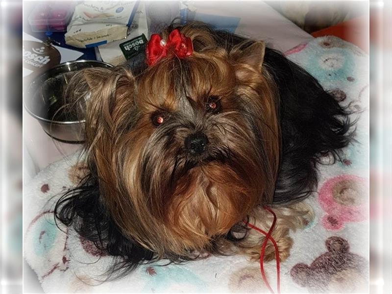 wunderschöne kleine dunkelbleibende Yorkiewelpen  Yorkshireterrier mit Papieren