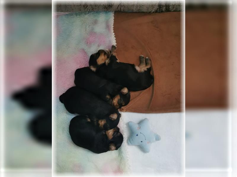 wunderschöne kleine dunkelbleibende Yorkiewelpen  Yorkshireterrier mit Papieren