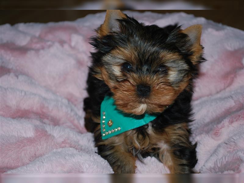 wunderschöne kleine dunkelbleibende Yorkiewelpen  Yorkshireterrier mit Papieren