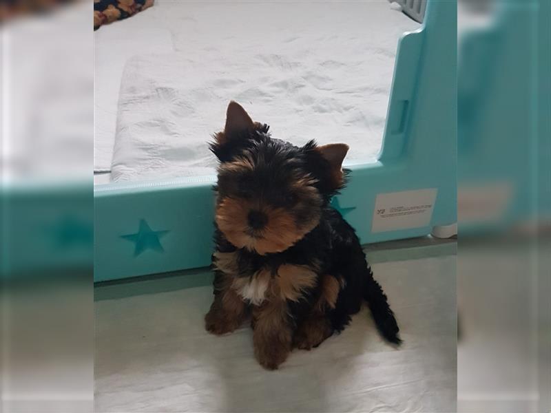 wunderschöne kleine dunkelbleibende Yorkiewelpen  Yorkshireterrier mit Papieren